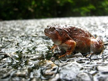 Close-up of frog on rock