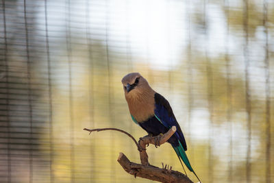 Blue-bellied roller called coracias cyanogaster is found in senegal to zaire and sudan.