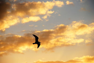 Low angle view of silhouette bird flying against orange sky