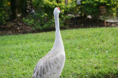 Close-up of bird on field