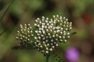 Close-up of white flowering plant