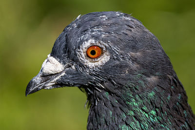 Close-up of a bird looking away