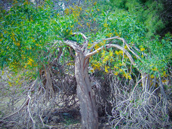 Tree in field