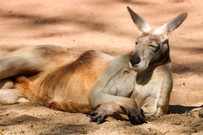 Kangaroo resting on sand