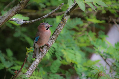 Close-up of bird perching on branch