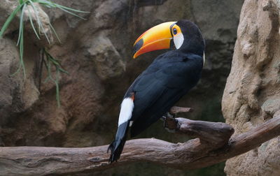 Close-up of bird perching on branch