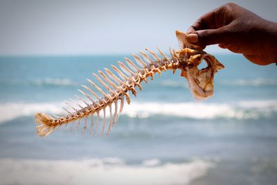 Close-up of hand holding fish skeleton