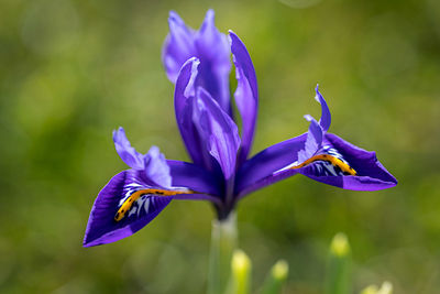 Close-up of purple iris flower