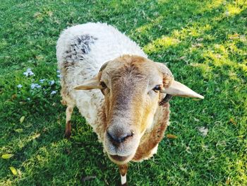 Portrait of sheep on field