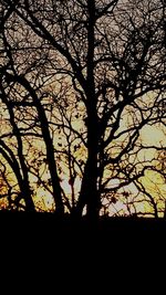 Silhouette of trees at sunset