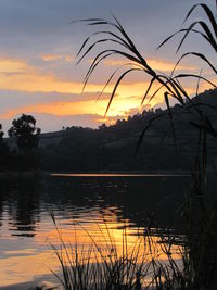 Silhouette plants by lake against sky during sunset