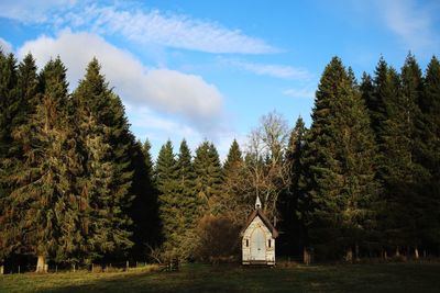 Pine trees in forest against sky