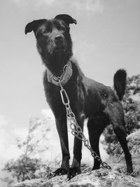 Portrait of dog standing on field against sky