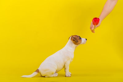 Close-up of dog standing against yellow background