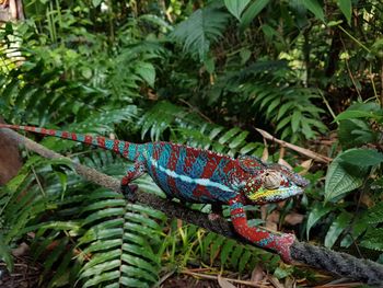 Close-up of a lizard on tree