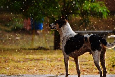 Dog standing on wet land