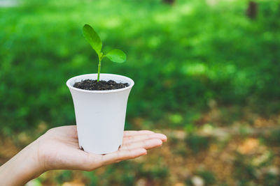Cropped hand of woman holding plant in tea cup outdoors