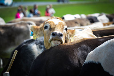 Portrait of a cow