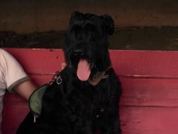 Portrait of black dog sitting on sofa