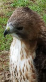 Close-up of bird on field