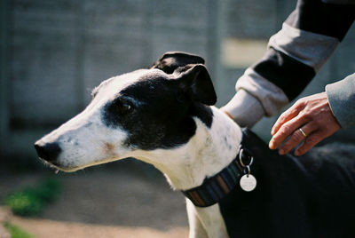 Close-up of man holding dog