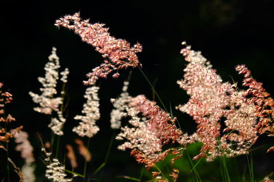 Close-up of flowering plant