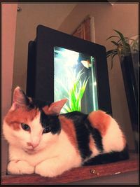 Cat looking away