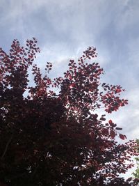 Low angle view of flowering tree against sky