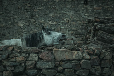 Portrait of a horse against a stone wall