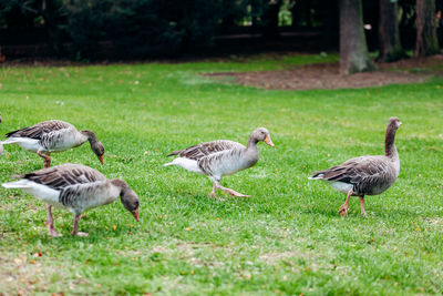 Flock of birds on grass