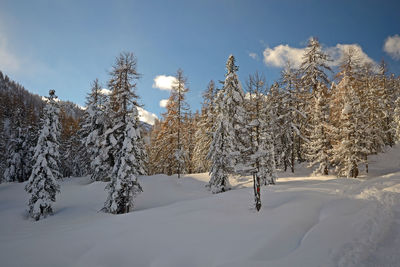 Snow covered land and trees against sky