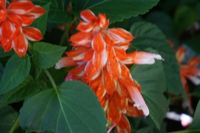 Close-up of flowers