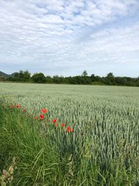 Scenic view of grassy field against sky