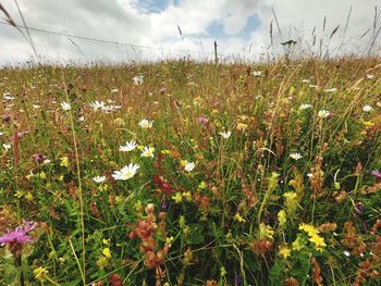 Scenic view of flowering plants on field against sky