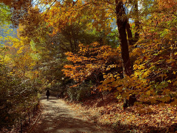 Footpath amidst trees in forest during autumn