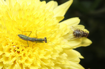 Close-up of insect on yellow flower