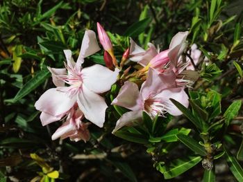 Close-up of pink flowers growing on plant