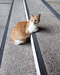 Portrait of cat