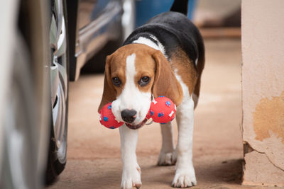 Portrait of dog carrying toy in mouth while standing by car