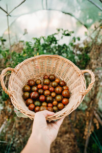 Cropped hand of woman holding fruit