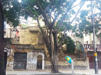 Trees and buildings in city