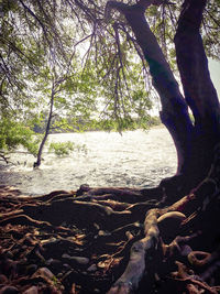 Scenic view of river in forest