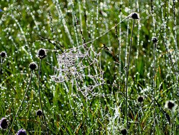 Close-up of wet plants