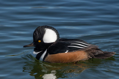 Close-up of duck swimming in lake