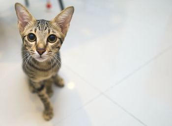 Portrait of a cat sitting on floor