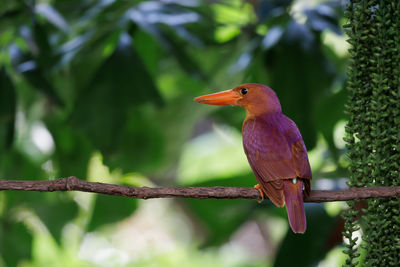 bird