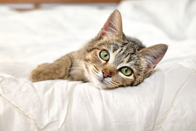 Cute tabby cat lying down on white blanket on the bed. funny home pet. relaxing and cozy wellbeing. 