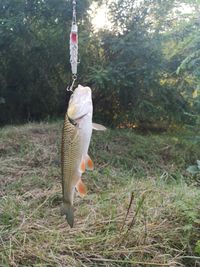 View of fish hanging from tree trunk