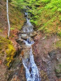 Stream flowing through a forest