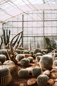 View of cactus in greenhouse